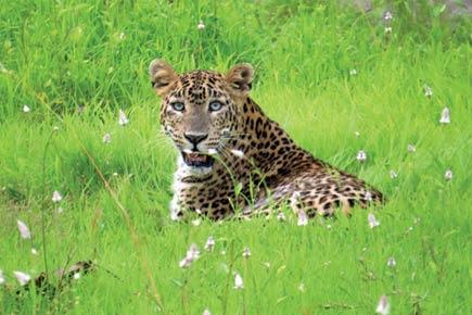 Leopard's poaching: Forest department to start 24-hour foot patrols in Aarey