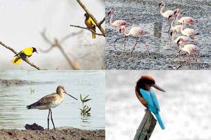 Travel: 6 bird watching spots around Mumbai