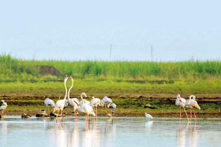 Bhigwan is a new flock-spot for birding near Mumbai