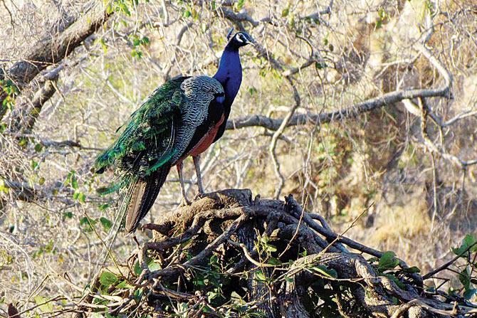 A peacock at Sanjay Gandhi National Park