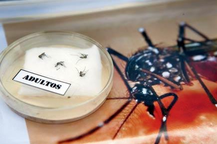 Zika virus outbreak: Countries with Aedes, beware