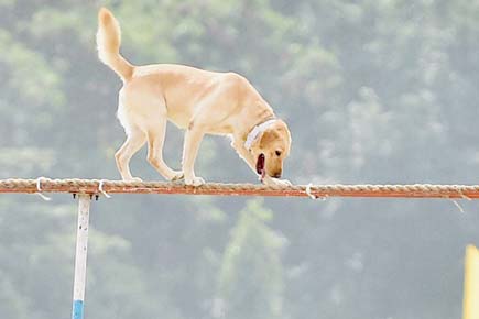 R-Day parade: Army dogs to walk down Rajpath after 26 years