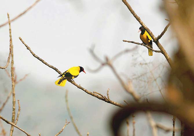 Black-hooded Oriole at Karnala. Pic courtesy/Asif Khan