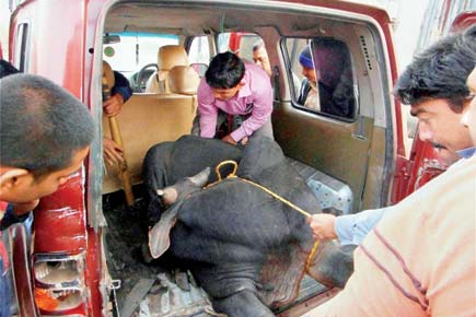 Thane: Three booked for allegedly transporting bull in SUV for slaughtering it