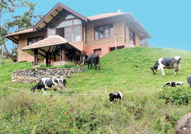 Make cheese at Acres Wild in Coonoor