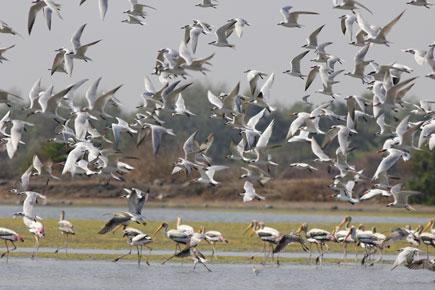 BNHS to conduct Asian Waterbird Count in India