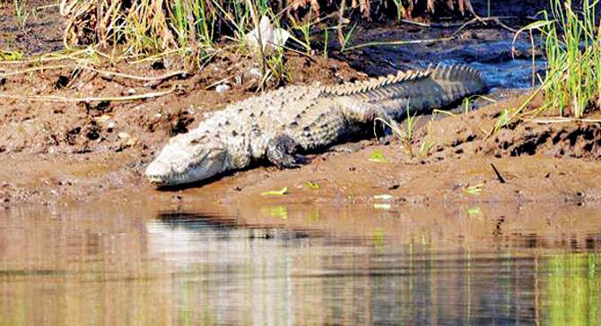 A crocodile basks in a swamp by the banks of the Vashishti river