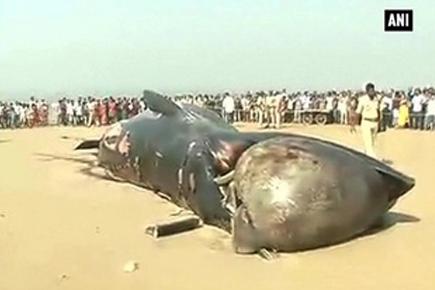 Dead whale washed ashore at Mumbai's Juhu beach