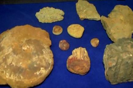 Archaeologists discover dinosaur fossils in Kutch