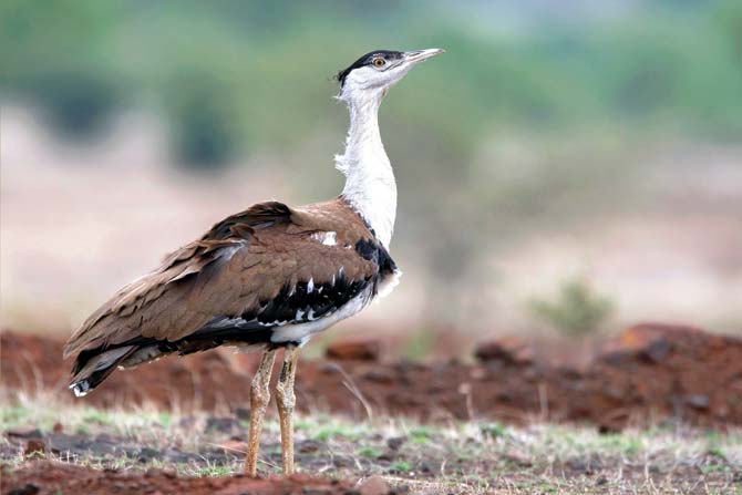 The number of the Great Indian Bustard in India is now less than 300. Pic/Pune Forest Department (Wildlife)