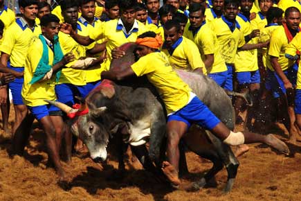 Jallikattu ban removal: Tamil Nadu erupts in joy, animal welfare groups enraged