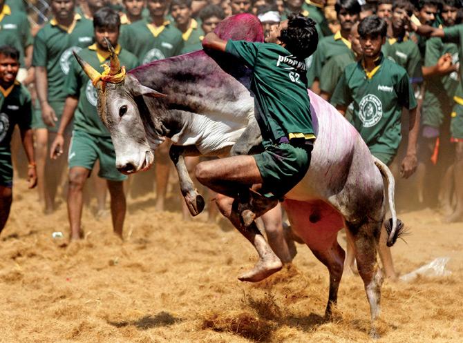 The bull-taming sport is played in Tamil Nadu. PIC/AFP