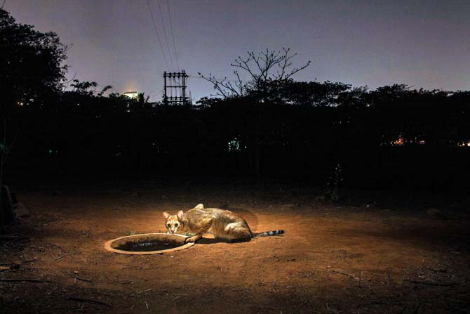 Leopards aren’t the only cats who prowl the woods of Aarey. Nayan Khanolkar captured this beautiful jungle cat slaking its thirst at a watering hole