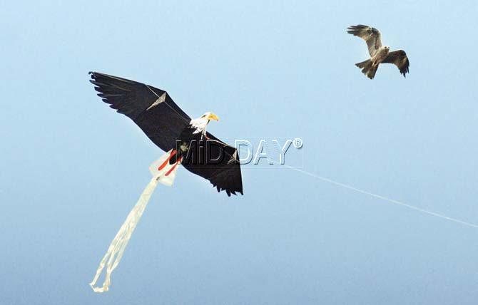 A bird keeps up with a giant bird-shaped kite at Nepean Sea Road. Pic/Bipin Kokate