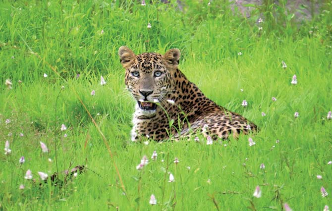 Leopards are even known to prowl right into the homes of some local residents, but not a single man-leopard conflict has been reported in the past two years. Pic/Nayan Khanolkar