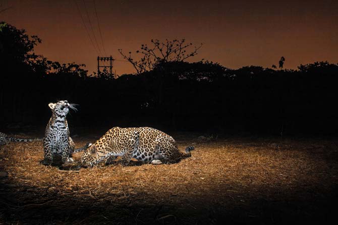 Leopards — one is a cub — take a break at the friendly neighbourhood watering hole. Pic/Nayan Khanolkar