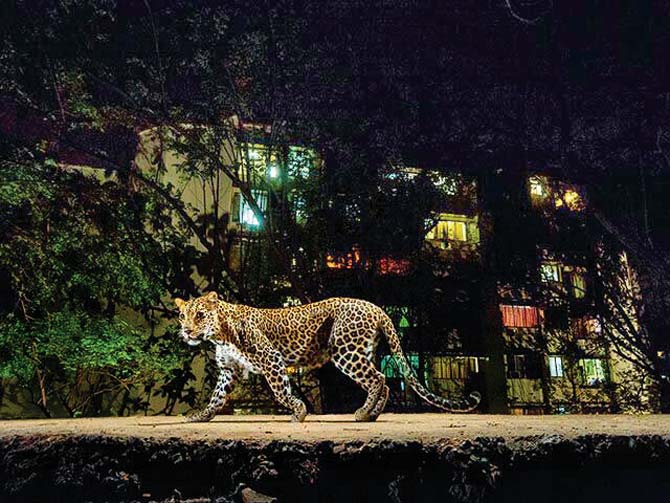 This stunning picture was captured on the periphery of National Park last year. It shows how leopards co-exist in close proximity with man in Mumbai. Pic courtesy Steve Winter and National Geographic magazine