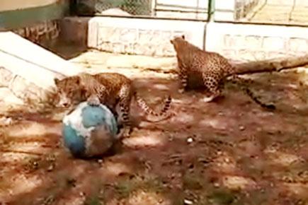 Watch Video: Leopards have a ball at Sanjay Gandhi National Park