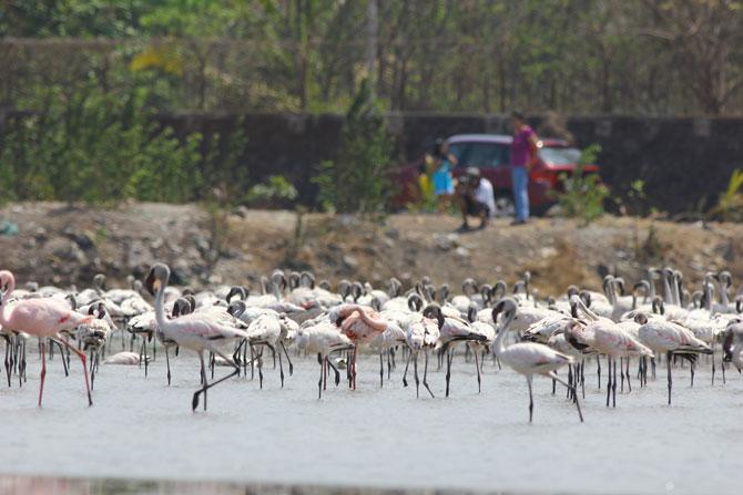 BNHS to conduct Asian Waterbird Count in India