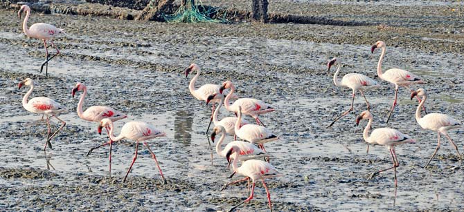 Lesser Flamingoes at Sewri. Pic Courtesy/Jaideep Kanhere 