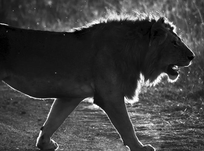 A lion at Kenya