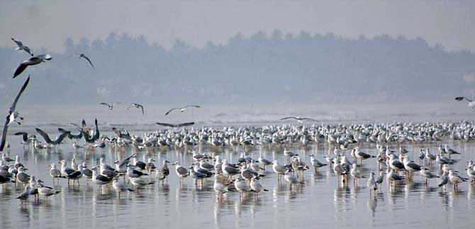Mixed flock of gulls and terns at Akshi. pic courtesy/Asif Khan 