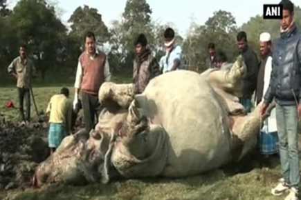 Rhino killed in Kaziranga National Park