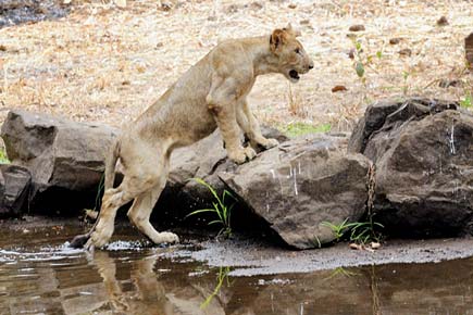 Why spotting a lion will take much longer at Sanjay Gandhi National Park
