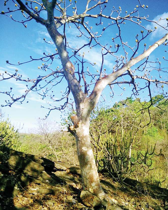 Participants can spot the Ghost tree (Sterculia Urens) at Sanjay Gandhi National Park. Famed for its shining white bark, the tree sheds all its leaves at the end of monsoons and stands bare to bring new leaves the next monsoon. Pic courtesy/Shardul Bajikar