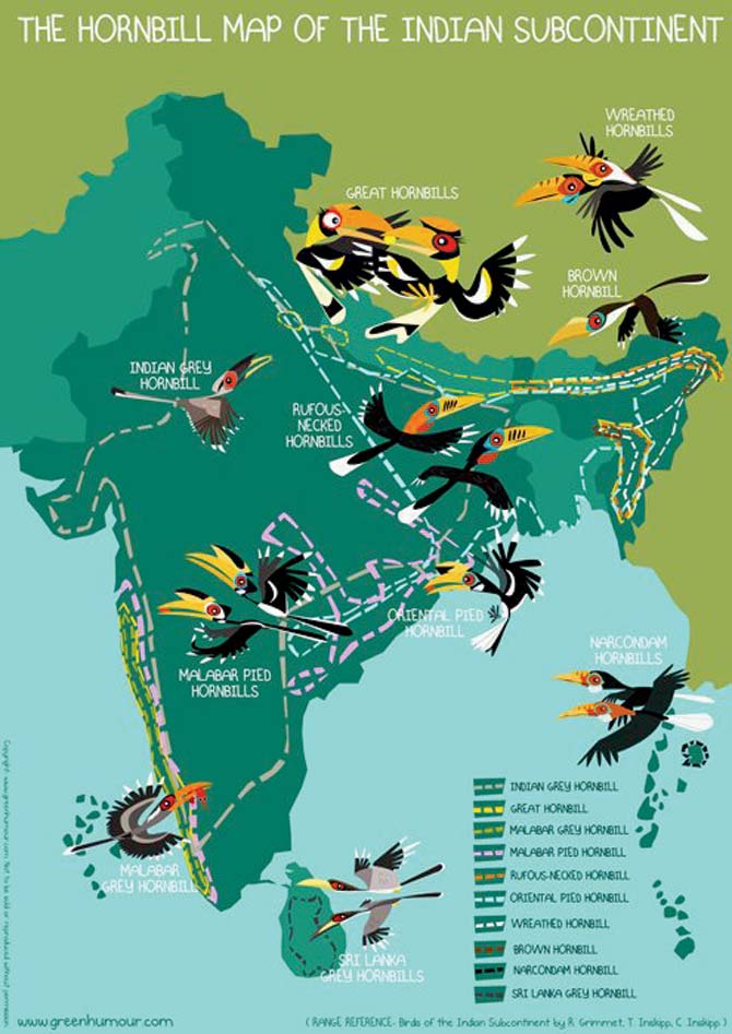 The Hornbill map was released at Art for Hornbills, a group display held in Bangalore, which was a fund-raiser for the Nature Conservation Foundation’s Hornbill Nest Adoption Programme in Pakke, Arunachal Pradesh. (More on www.artforhornbills.org) 