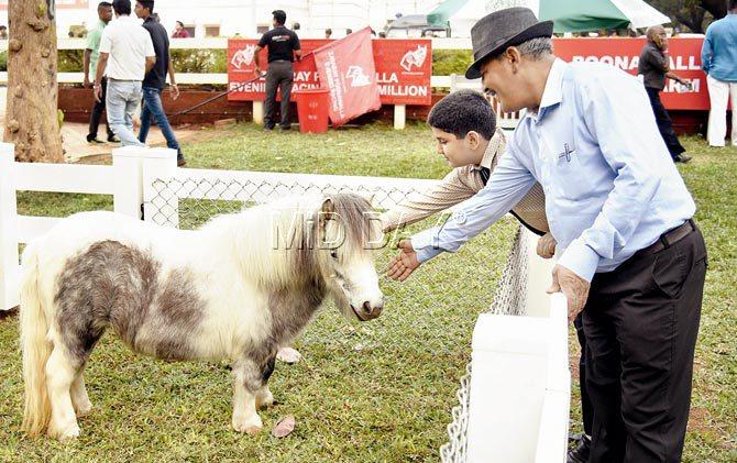 GOOD THINGS COME IN SMALL PACKAGES: The Shetland ponies were a big draw 