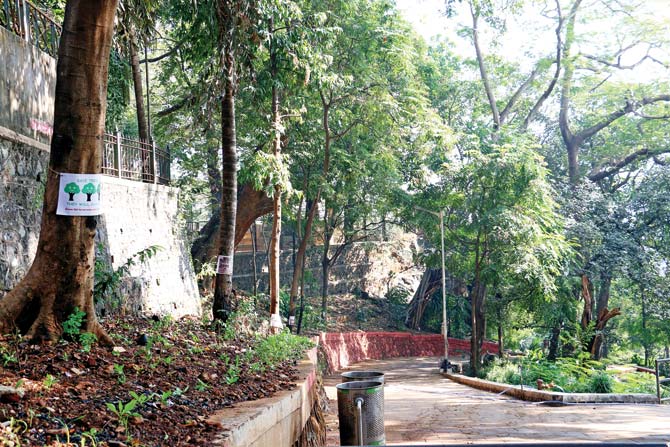 The municipal commissioner currently has the power to permit the felling of up to nine trees, which the new BMC building proposal manual hopes will be upped to 25. File pic