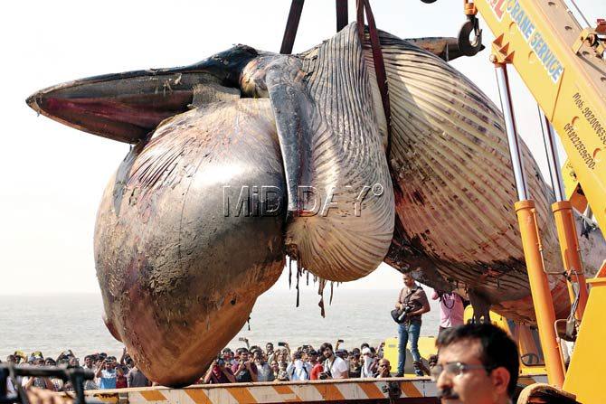 Large crowds gathered to look at and photograph the 40-ft creature that was identified as a male Bryde’s whale and weighed nearly 20 tonnes. Pics/Swarali Purohit