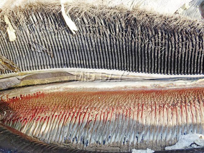 Instead of teeth, the whale has baleen — a filter-feeder system inside the mouth that looks like teeth on a comb
