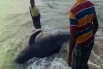 Whales washed ashore near Bay of Bengal coast in Tamil Nadu