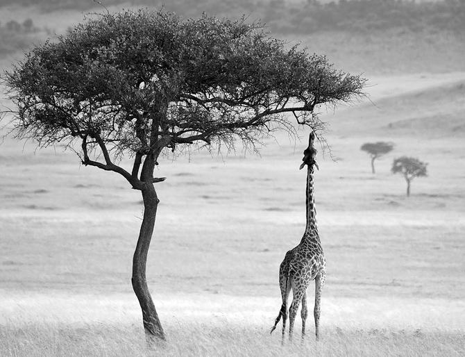 A giraffe in full stretch, originally shot in 2015 at Maasai Mara, Kenya. Pics/Himanshuu Chandrakant Sheth