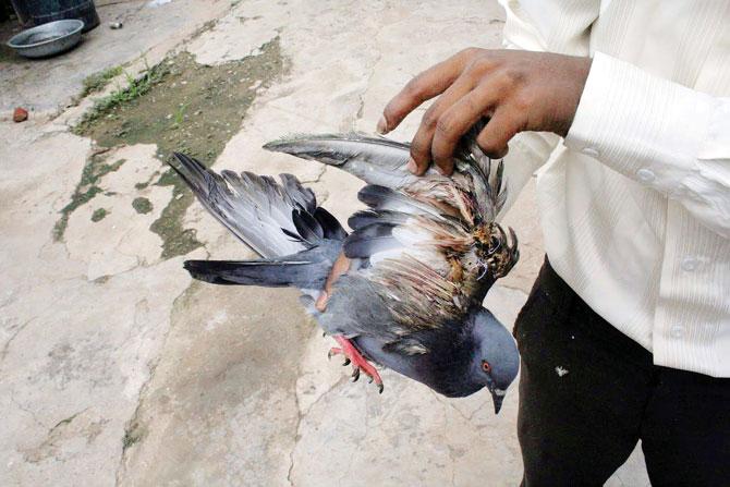 An injured pigeon during Makar Sankranti