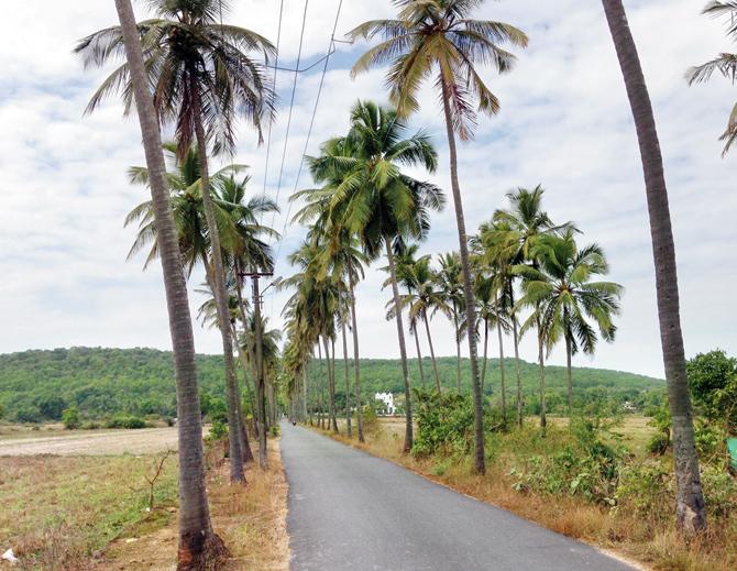 PART OF TREE-DITION: Picture postcard Goa, with the coconut tree as its most enduring symbol