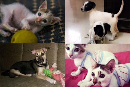 These lovely pets are looking for their forever homes. Please adopt