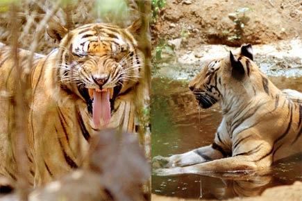 Mumbai: Why SGNP is getting ready to welcome two female tigers 