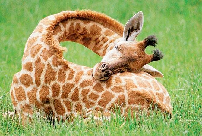 The life of giraffe is approximately 25 years in the wild