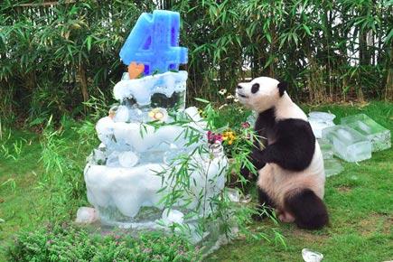 This giant panda got an ice cake for his birthday!