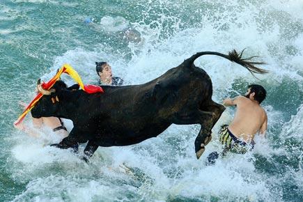 Offbeat festival has people swimming with a bull in the sea!