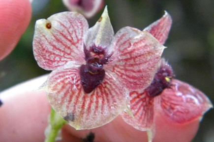 This new orchid species flower looks like a devil's head