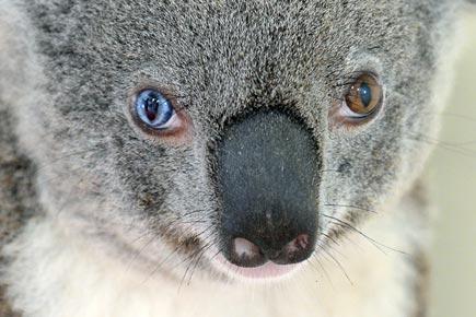 This koala has different coloured eyes!