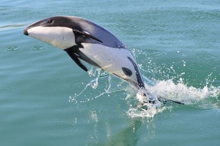 This is the world's rarest dolphin