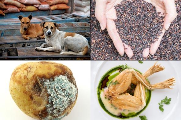 Dog meat, rotten potatoes! 5 bizarre Indian food items that you didn't know exist