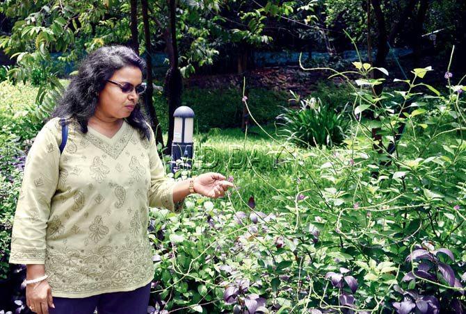 Dr V Shubhalaxmi points out to Jamaican spike, a butterfly attracting plant with tiny flowers, at Urban Haat. Pic/Sneha Kharabe