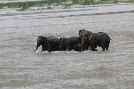These images of elephants being rescued from a river are heartwarming!