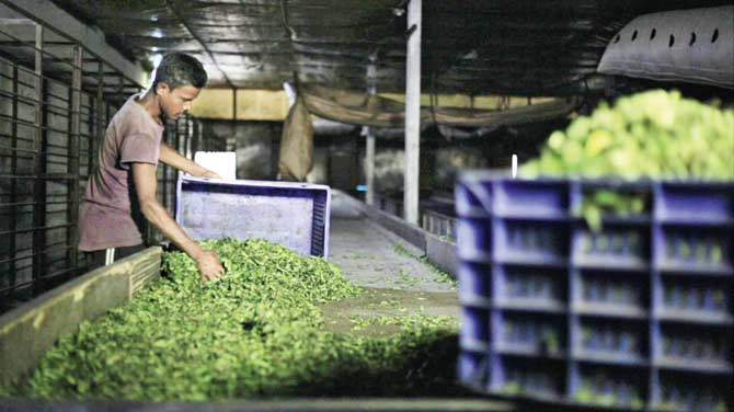 A worker gathers withered tea leaves to put them into the fermentation section at a tea factory in Rohini near Siliguri, Darjeeling